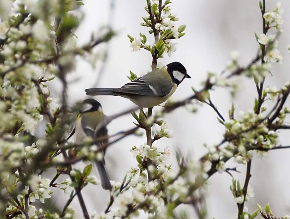 Mésange charbonnière 