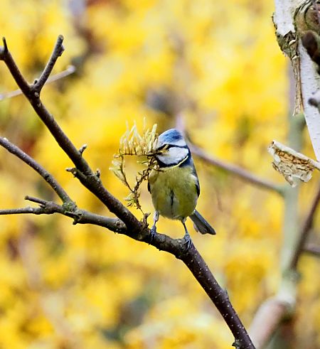 Mésange bleue 
