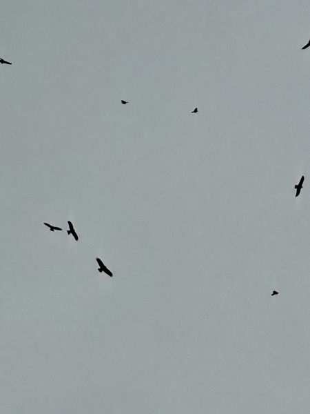 Milan royal  - Xavier Terrassier