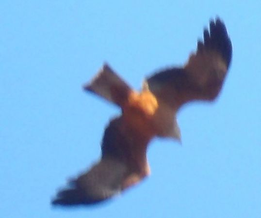 Milan noir  - Xavier Terrassier