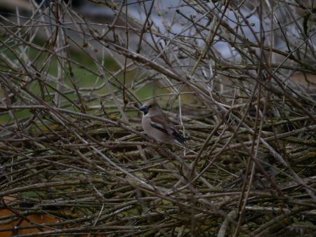 Grosbec casse-noyaux  - Pierre Bonvin