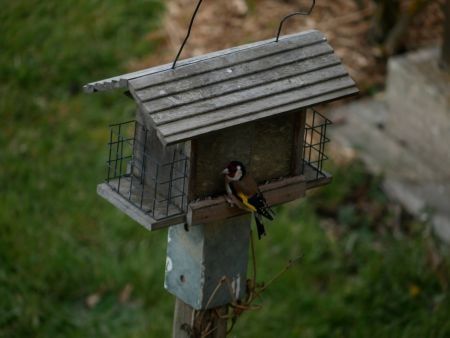 Chardonneret élégant  - Pierre Bonvin
