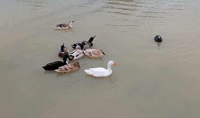 Oiseau indéterminé 