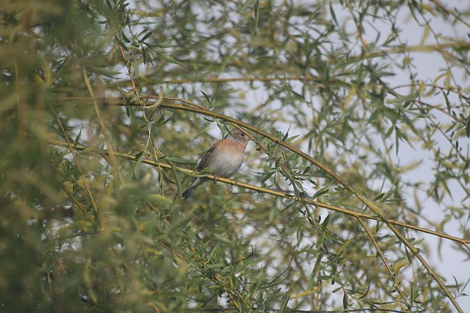 Pinson du Nord  - Carole Robert Chevalier