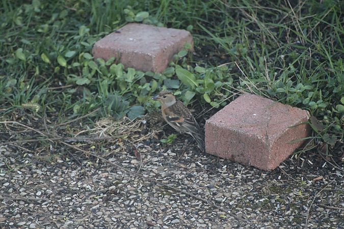 Pinson du Nord  - Carole Robert Chevalier