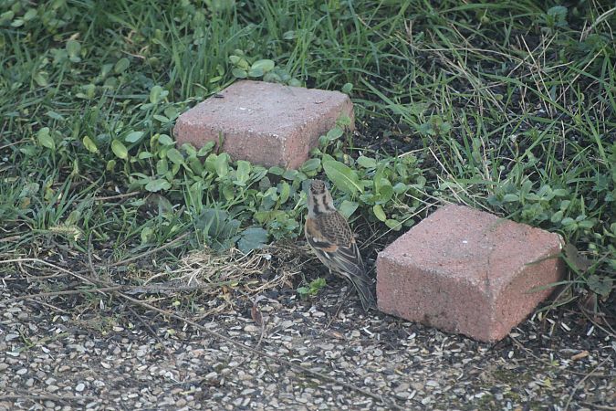 Pinson du Nord  - Carole Robert Chevalier