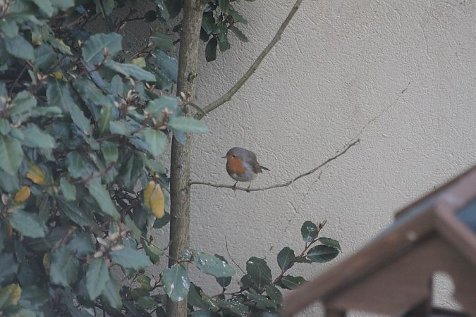 Rougegorge familier  - Carole Robert Chevalier