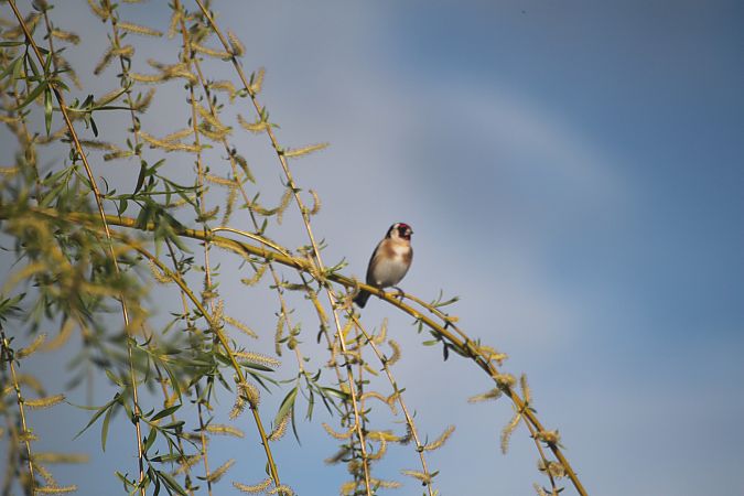 Chardonneret élégant  - Carole Robert Chevalier