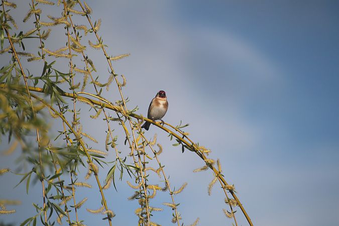 Chardonneret élégant  - Carole Robert Chevalier