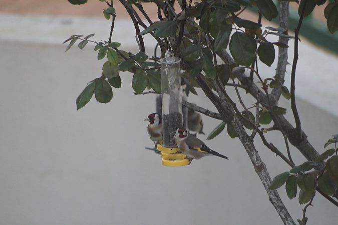 Chardonneret élégant  - Carole Robert Chevalier