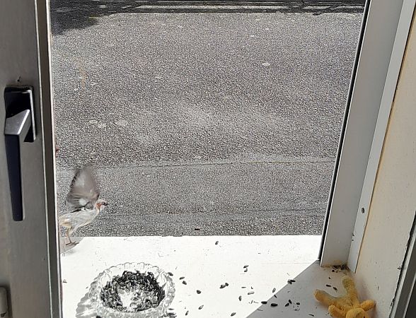 Accenteur mouchet  - Lise Kieffer