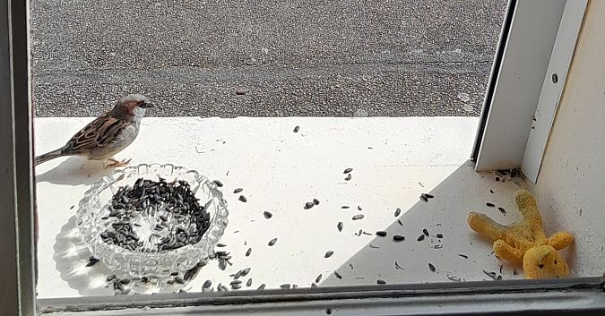 Accenteur mouchet  - Lise Kieffer