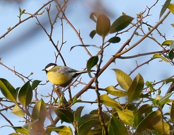 Mésange charbonnière 