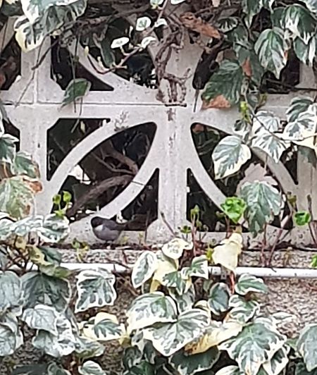 Fauvette mélanocéphale  - Florence Boulenger