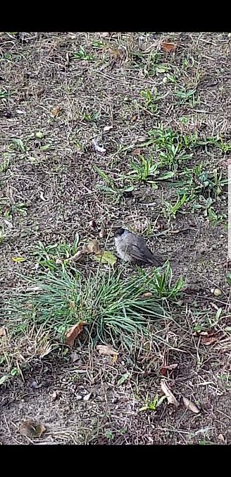 Fauvette à tête noire  - Florence Boulenger