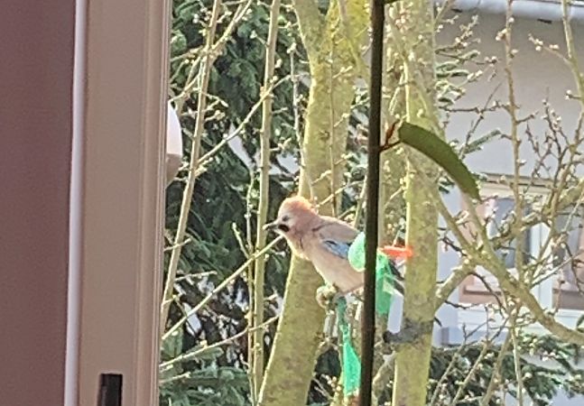 Geai des chênes  - Marie-Christine Roth