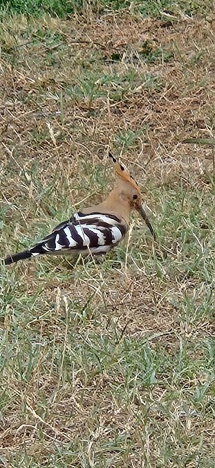 Huppe fasciée  - Kwet Deziles