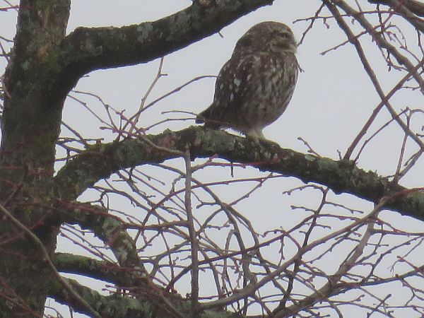 Chevêche d'Athéna  - Sandrine Borne