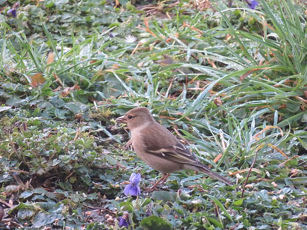 Pinson des arbres  - Sandrine Borne