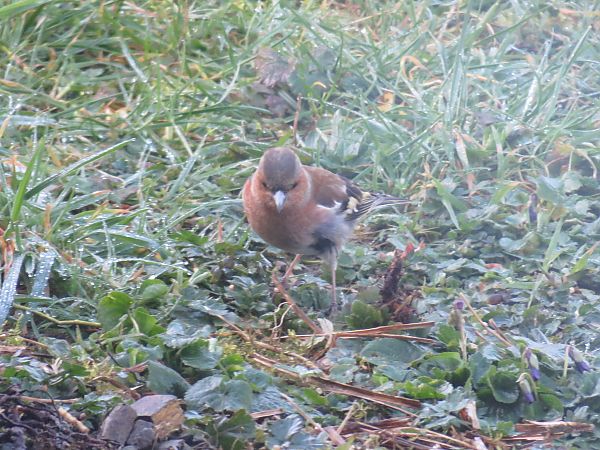 Pinson des arbres  - Sandrine Borne