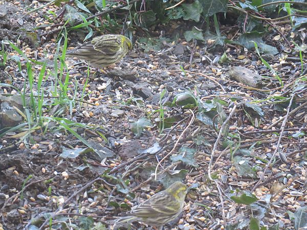 Serin cini  - Sandrine Borne