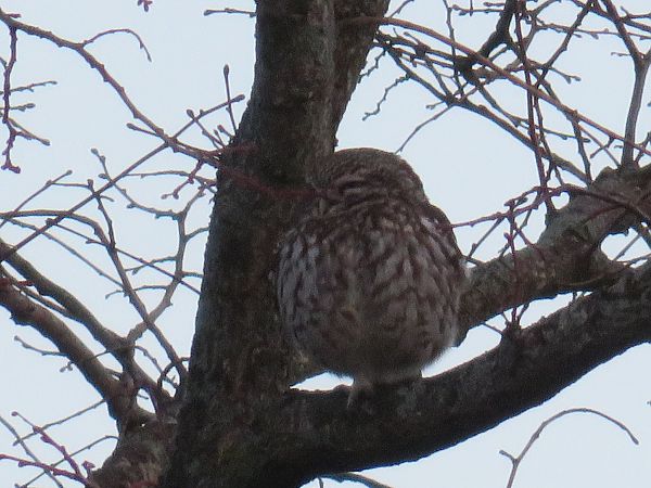 Chevêche d'Athéna  - Sandrine Borne