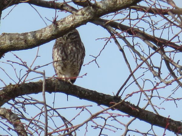 Chevêche d'Athéna  - Sandrine Borne