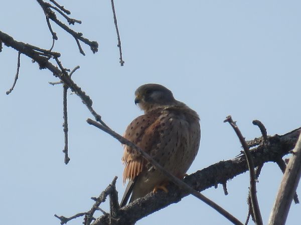 Faucon crécerelle  - Sandrine Borne