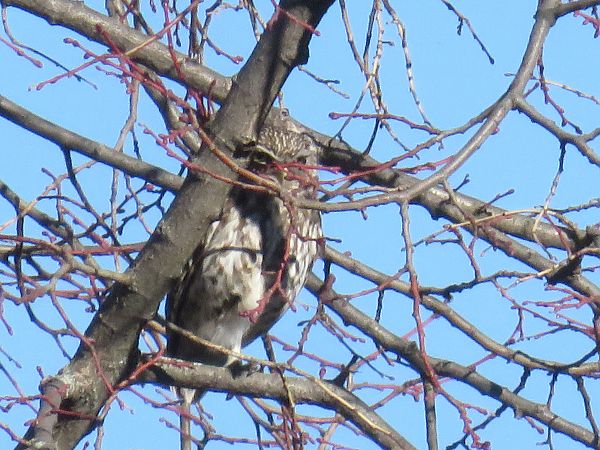 Chevêche d'Athéna  - Sandrine Borne