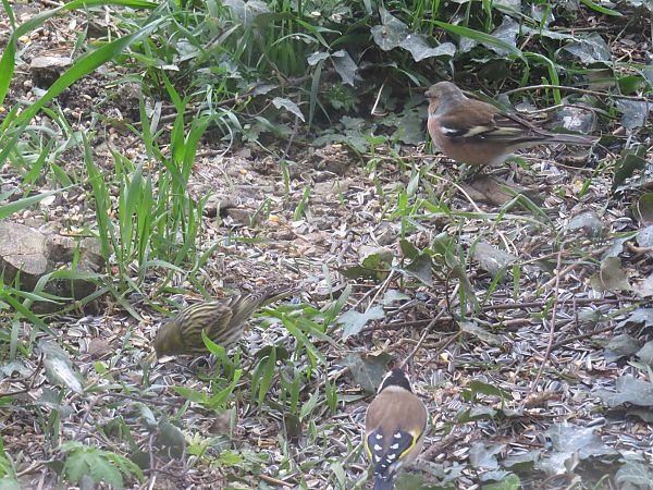 Serin cini  - Sandrine Borne