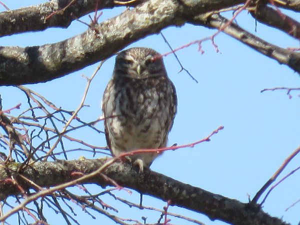Chevêche d'Athéna  - Sandrine Borne