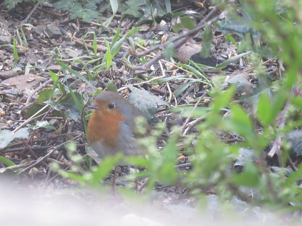 Rougegorge familier  - Sandrine Borne