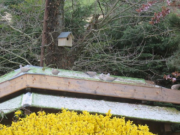 Tourterelle turque  - Sandrine Borne