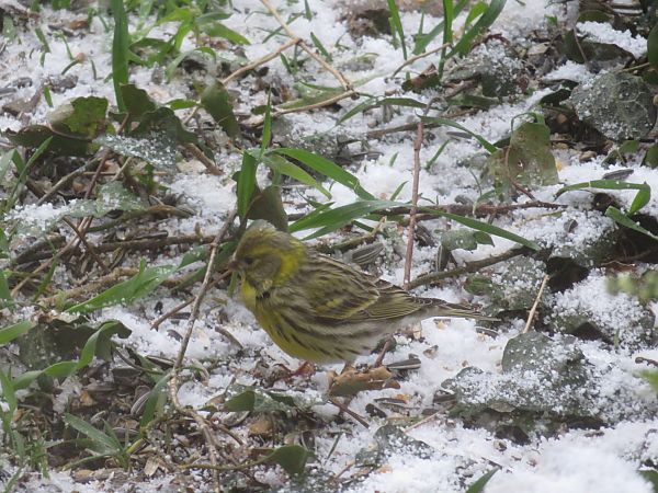 Serin cini  - Sandrine Borne