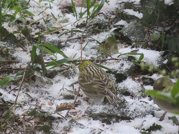 Serin cini  - Sandrine Borne