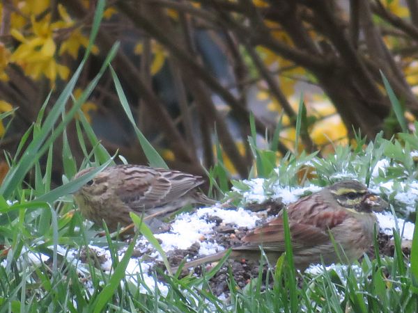 Bruant zizi  - Sandrine Borne