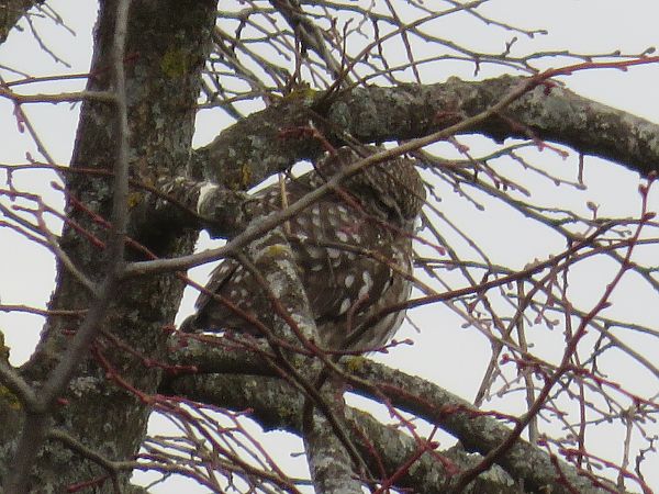 Chevêche d'Athéna  - Sandrine Borne