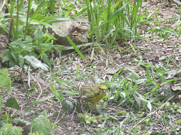 Serin cini  - Sandrine Borne