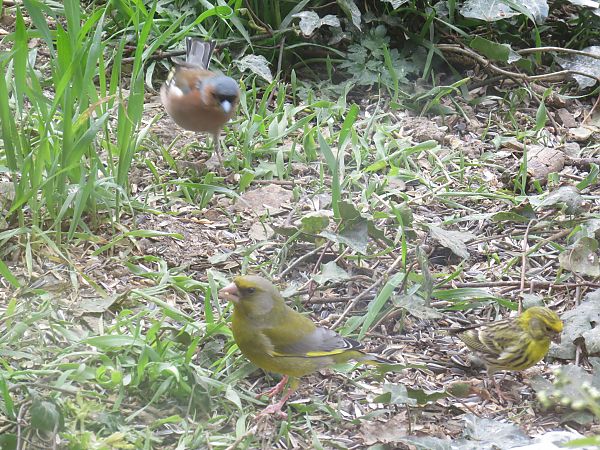 Serin cini  - Sandrine Borne