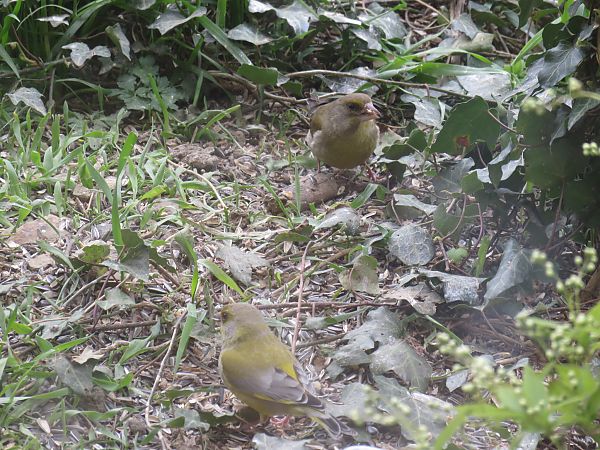 Verdier d'Europe  - Sandrine Borne