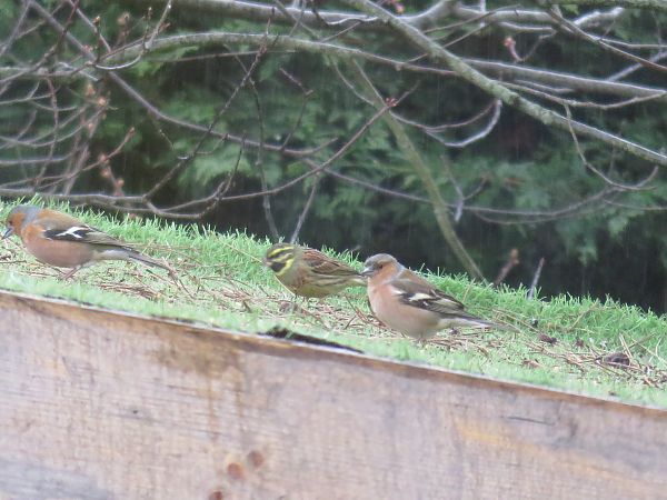 Bruant zizi  - Sandrine Borne