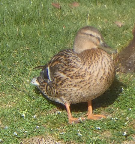 Canard colvert  - Magali Hivert