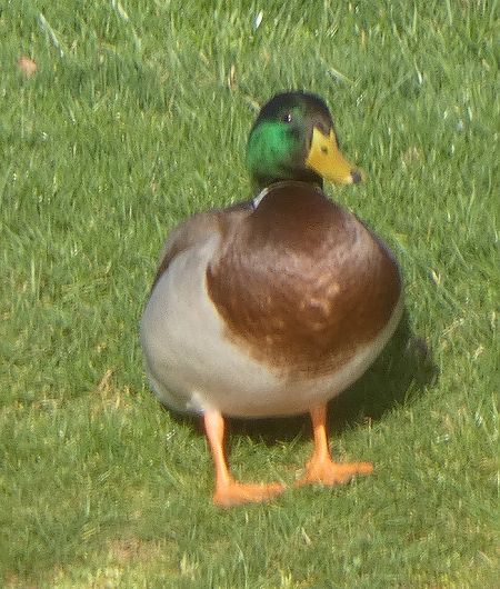 Canard colvert  - Magali Hivert