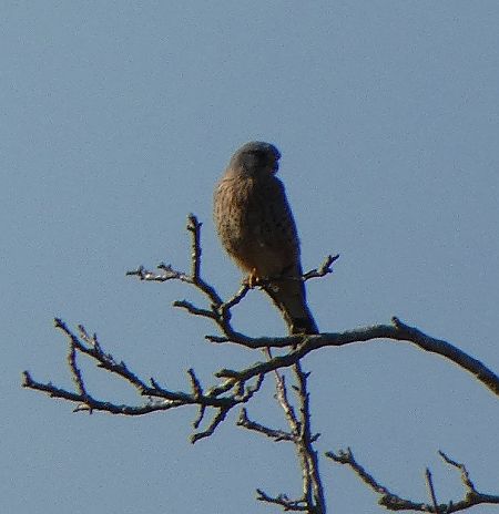 Faucon crécerelle  - Magali Hivert