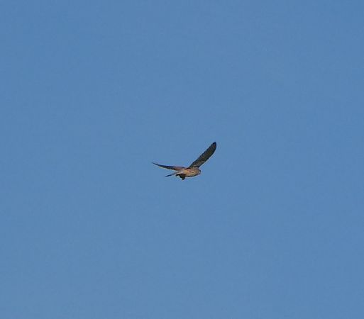 Faucon crécerelle  - Magali Hivert