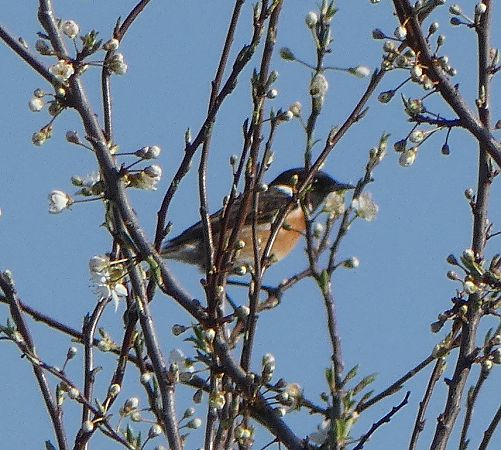 Tarier pâtre  - Magali Hivert