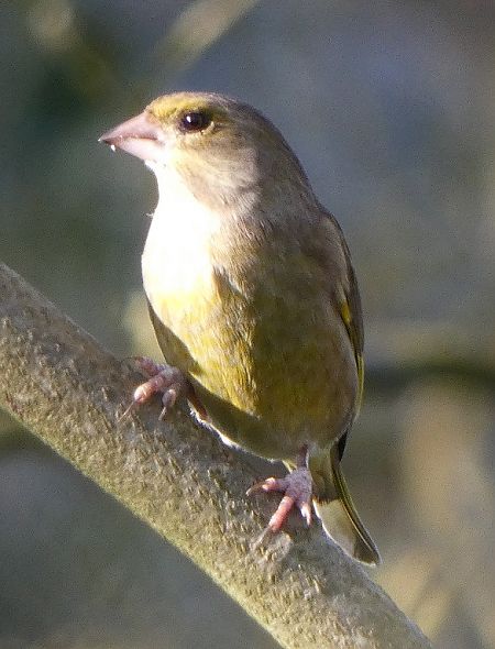 Verdier d'Europe  - Magali Hivert