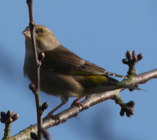 Verdier d'Europe  - Magali Hivert
