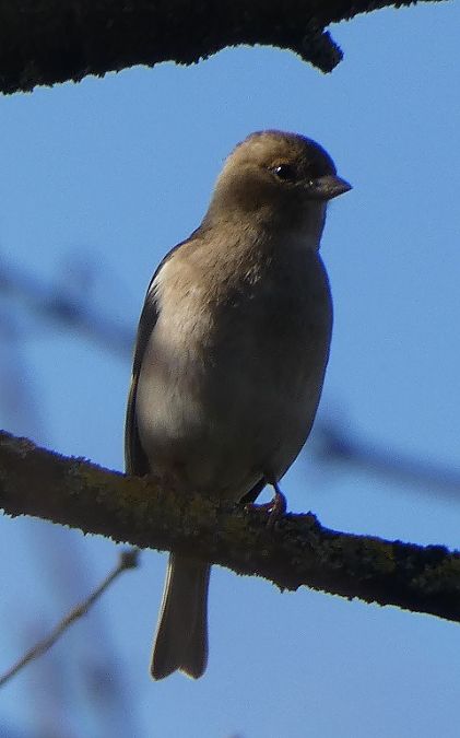 Pinson des arbres  - Magali Hivert