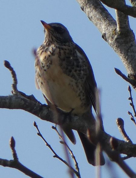 Grive litorne  - Magali Hivert